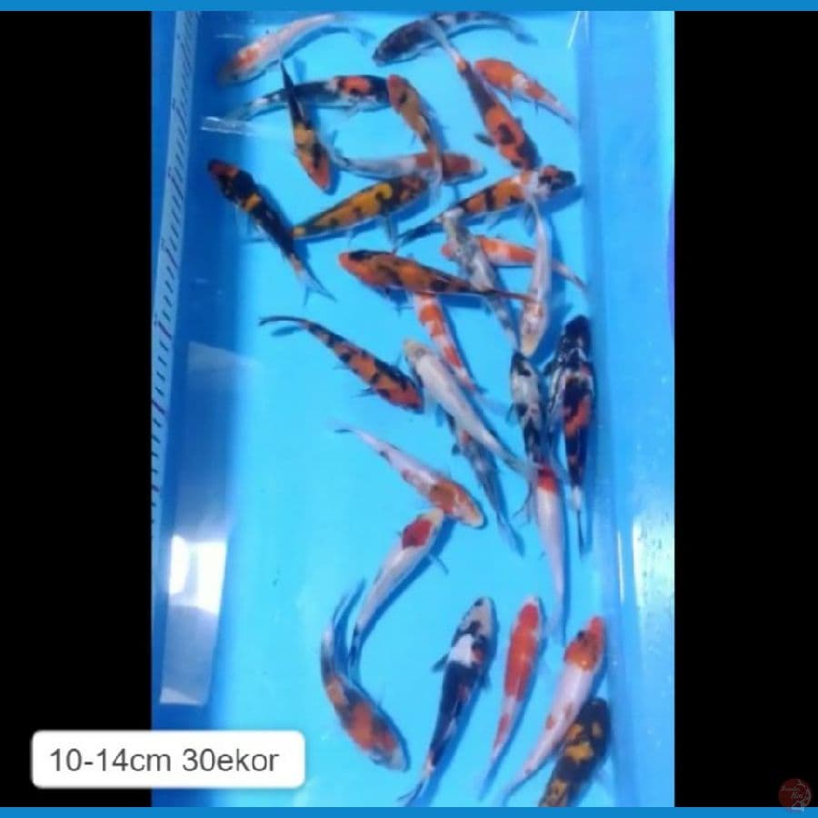 paket mix