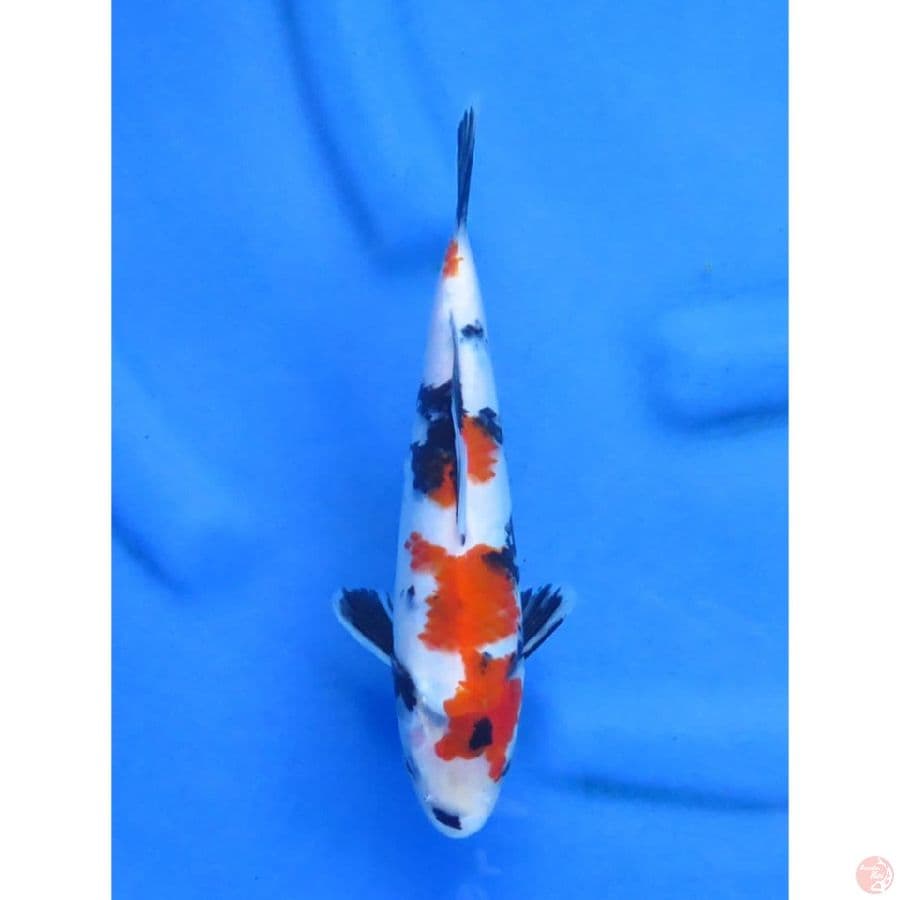 Kindai Showa - 23cm