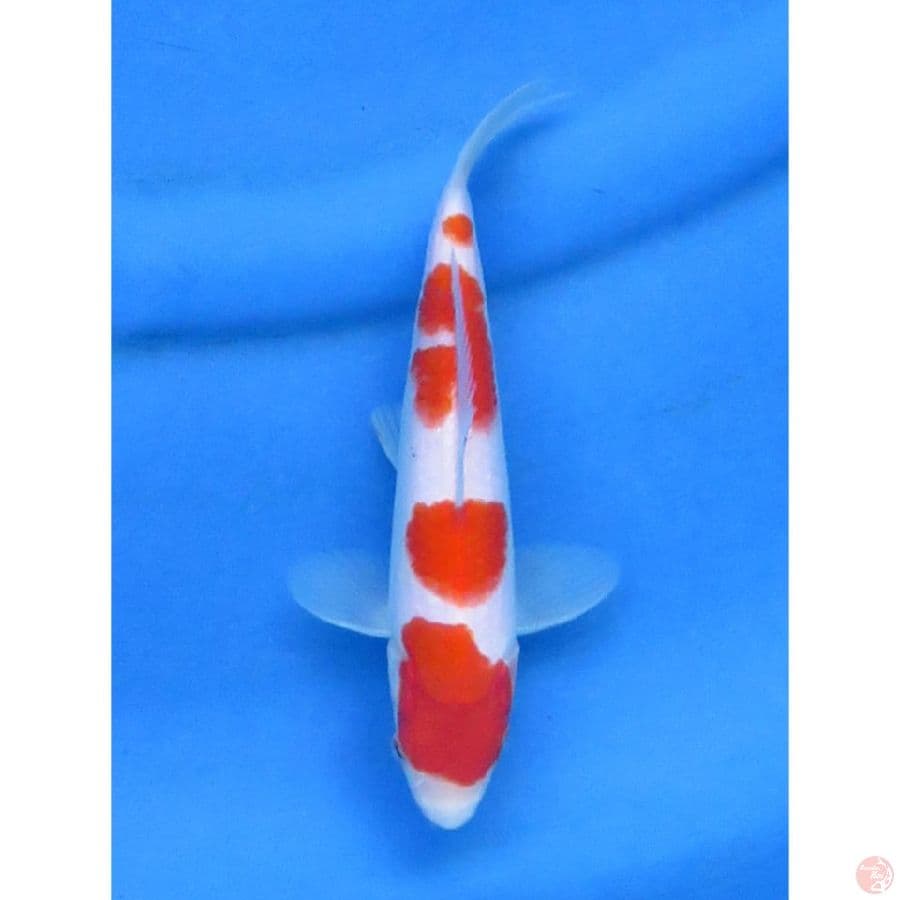Kohaku SQ Ori - 20cm