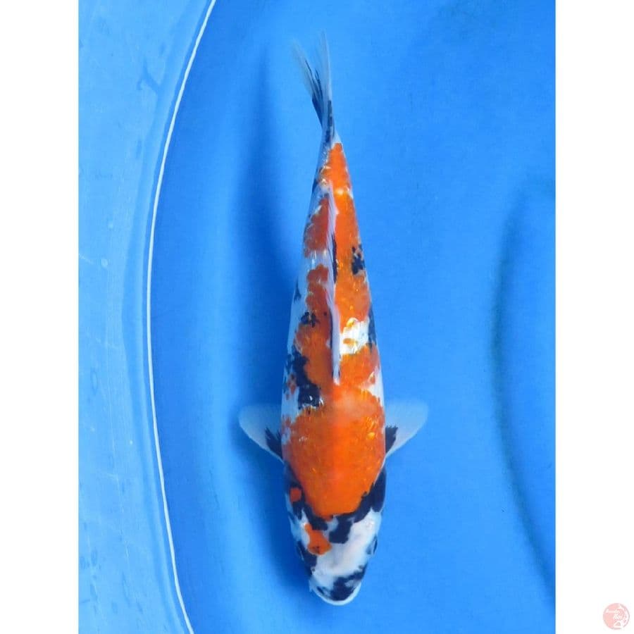 Showa Ginrin F1 - 31cm