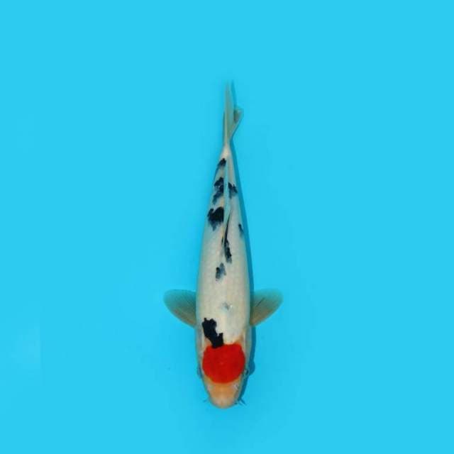 TANCHO SHOWA 27 CM