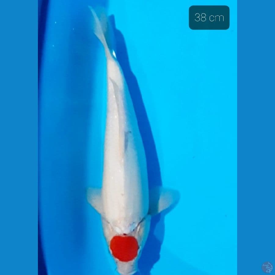 tancho munuk 38 cm