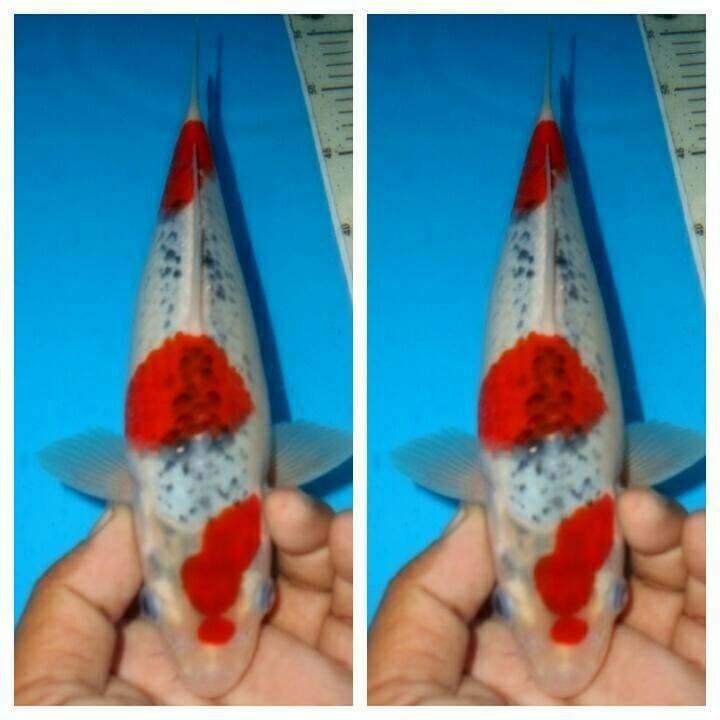 Goshiki f1 muda bongsor