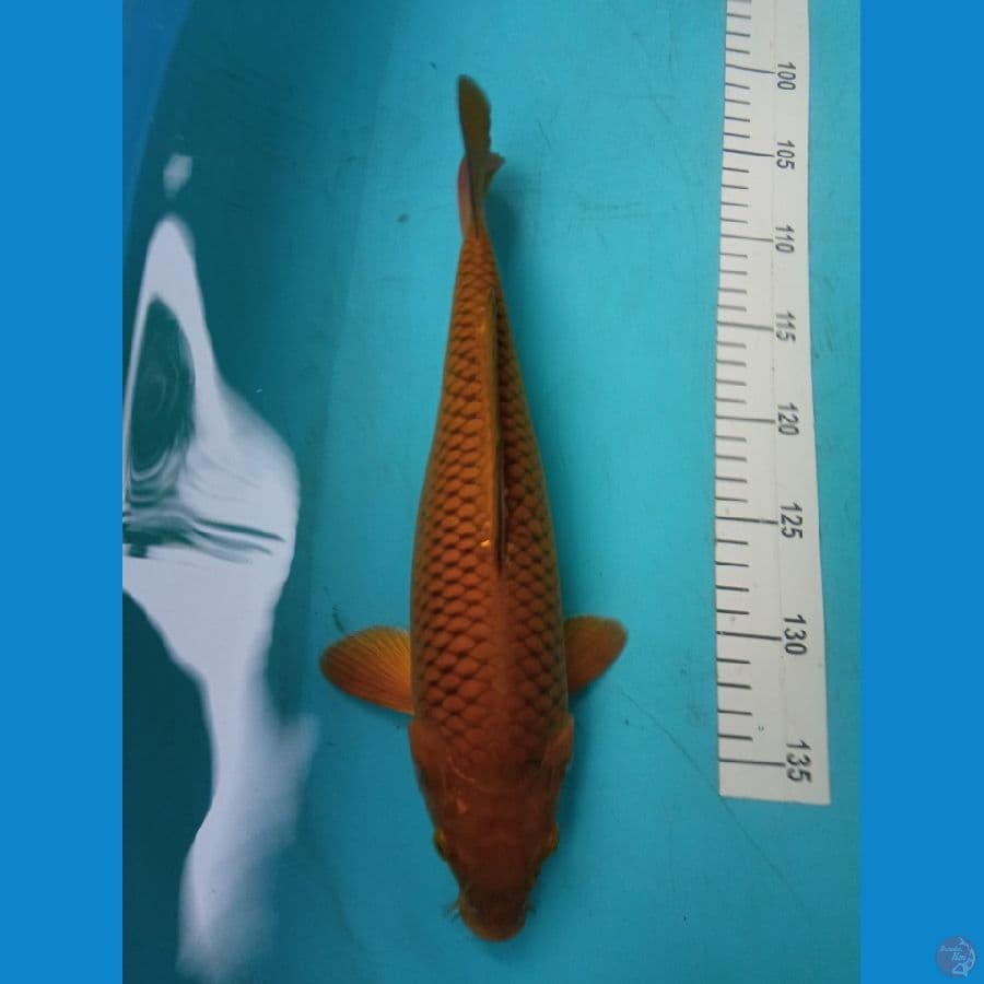 cagoi 33cm