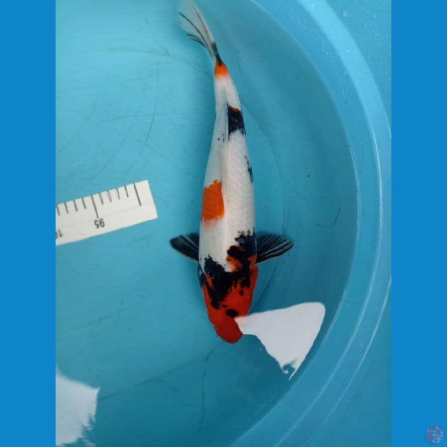 showa 38cm