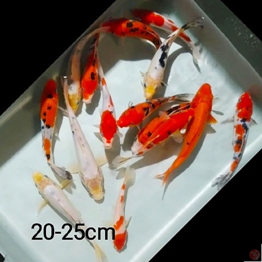 mix koi /15ekr