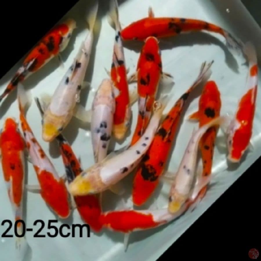 mix koi /15ekr