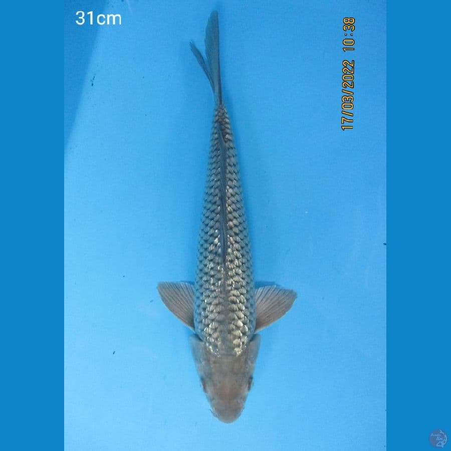 Soragoi 31cm