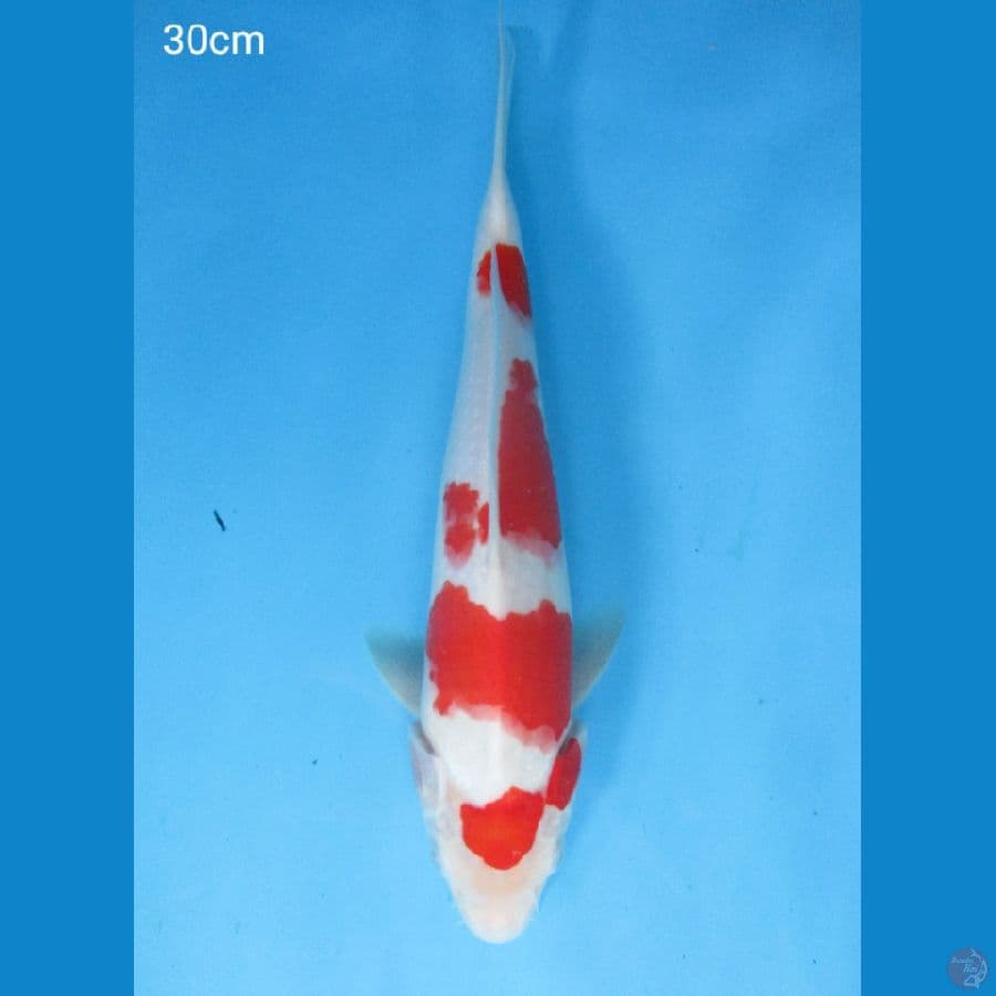 Kohaku 30cm
