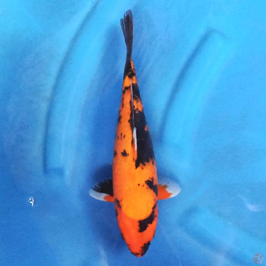 Hi Showa 24 cm