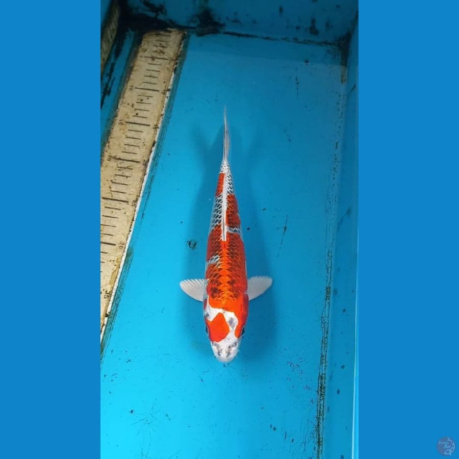 Kujaku 28cm male