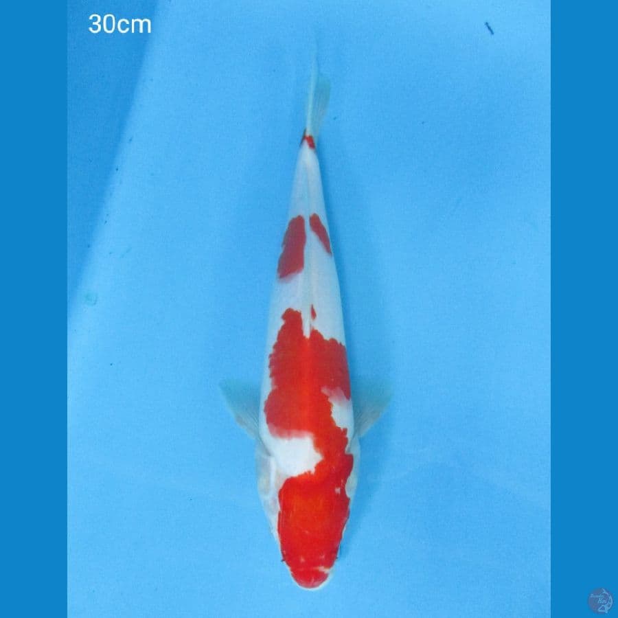 Kohaku 30cm