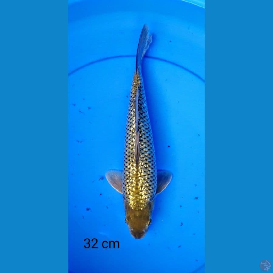 chagoi ginrin punuk 2