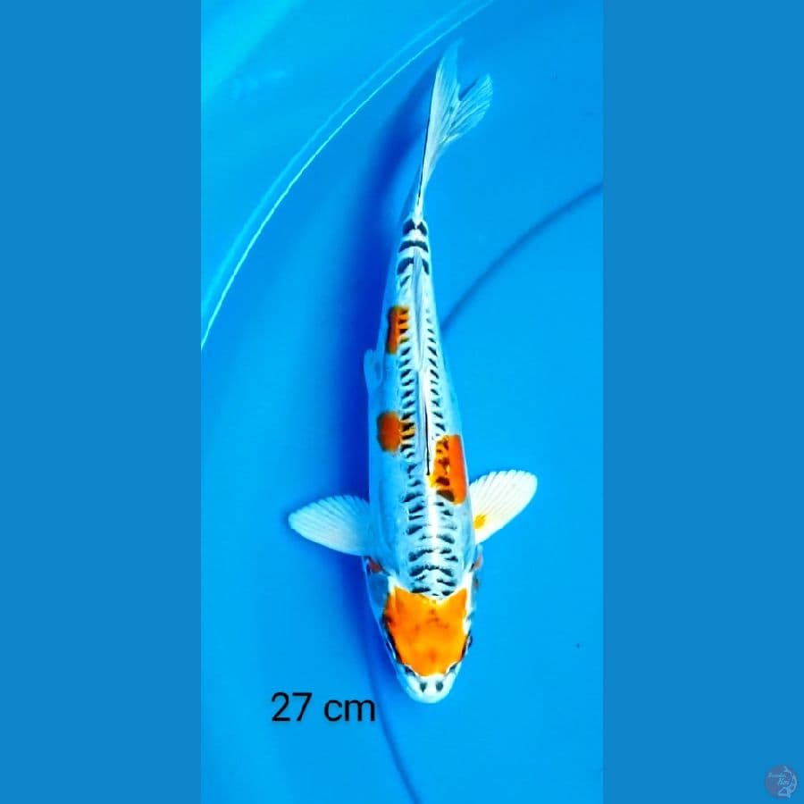 kiko 27 cm