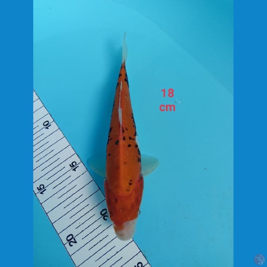 beni kumonryu 18 cm
