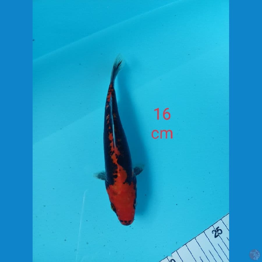 benykumonryu 16 cm