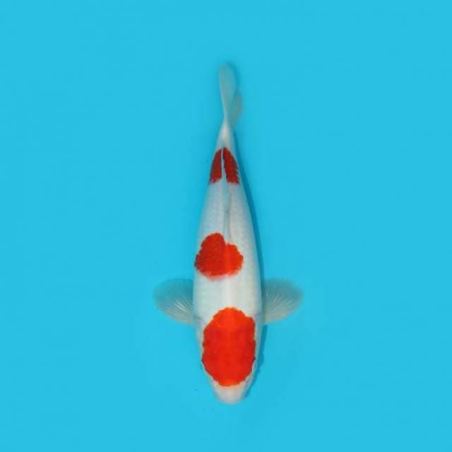 KOHAKU 33 CM