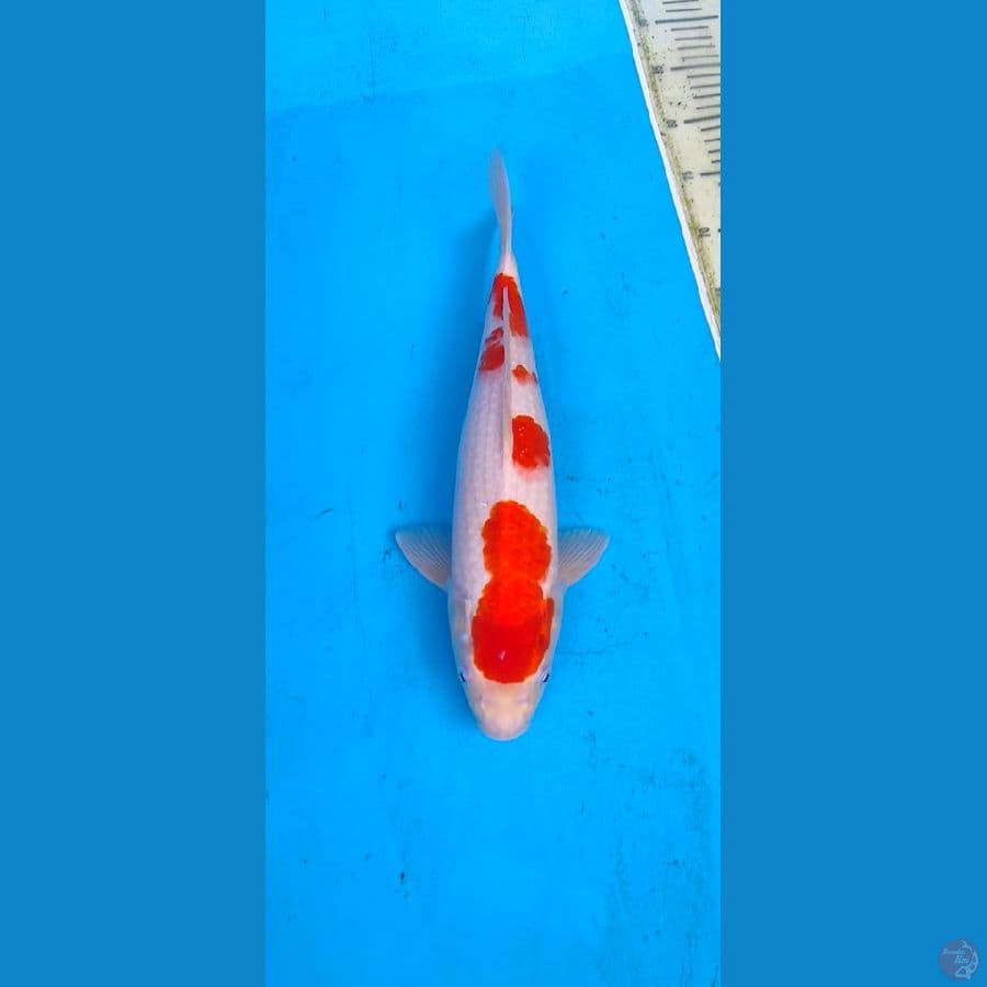 kohaku... 37cm