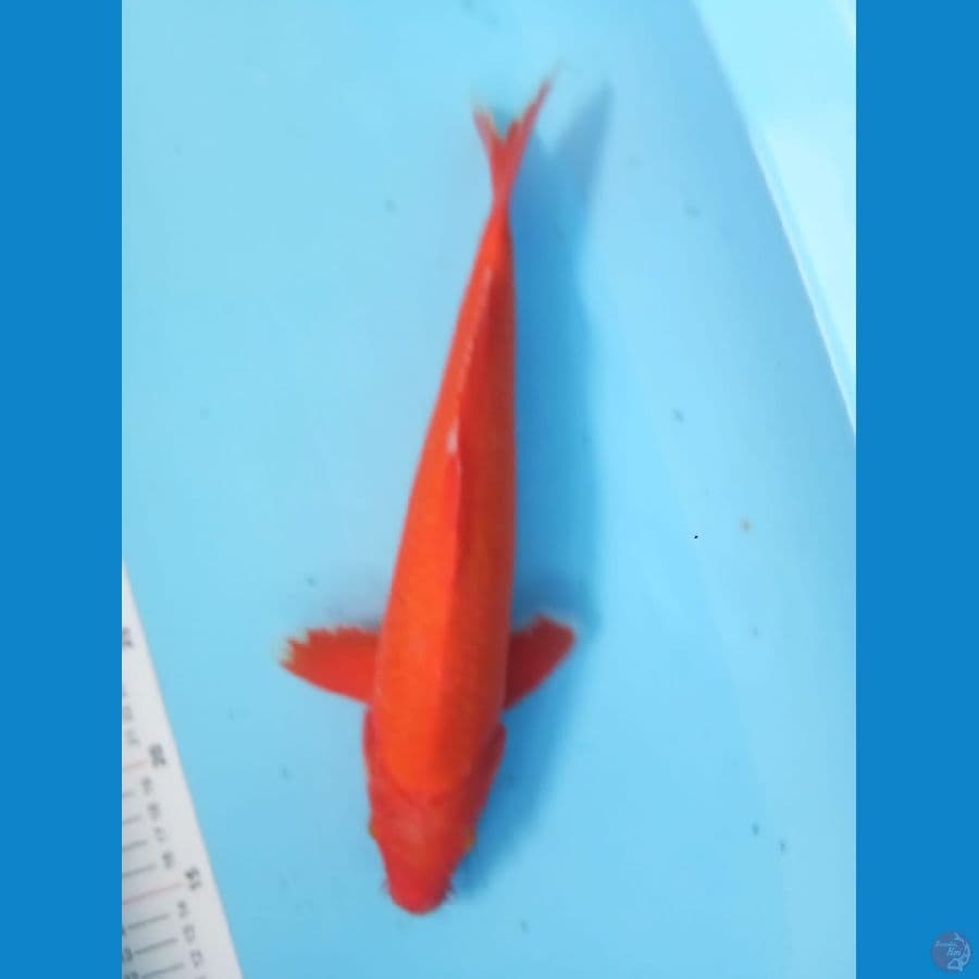 Beni goi 34 cm