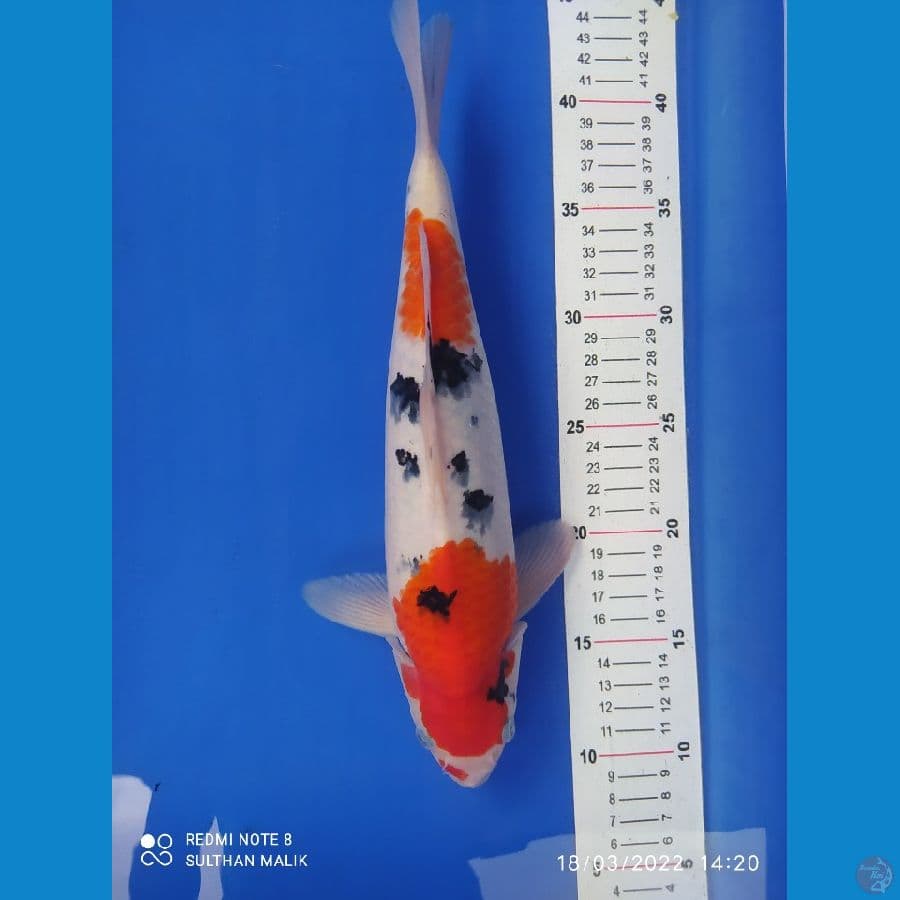 sanke 34 cm