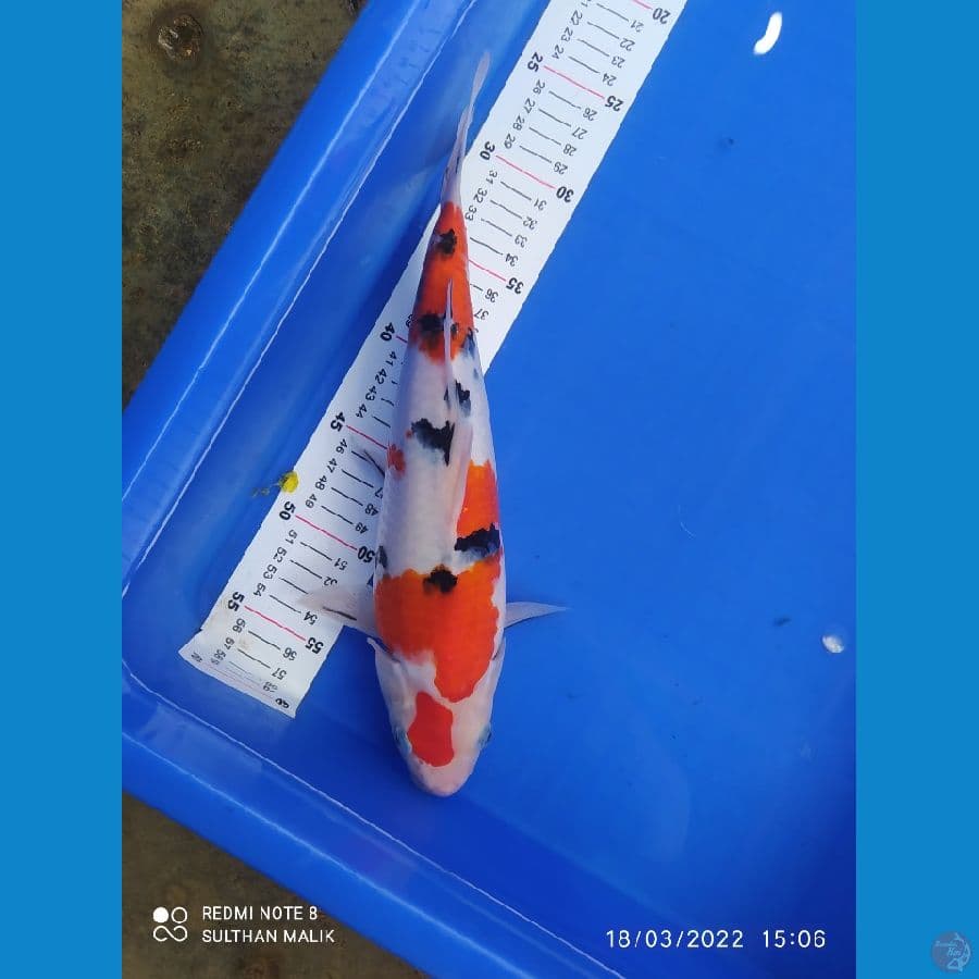 sanke 34 cm pnk