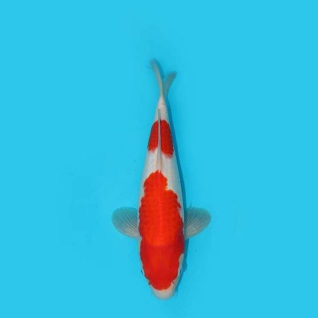 KOHAKU 32 CM