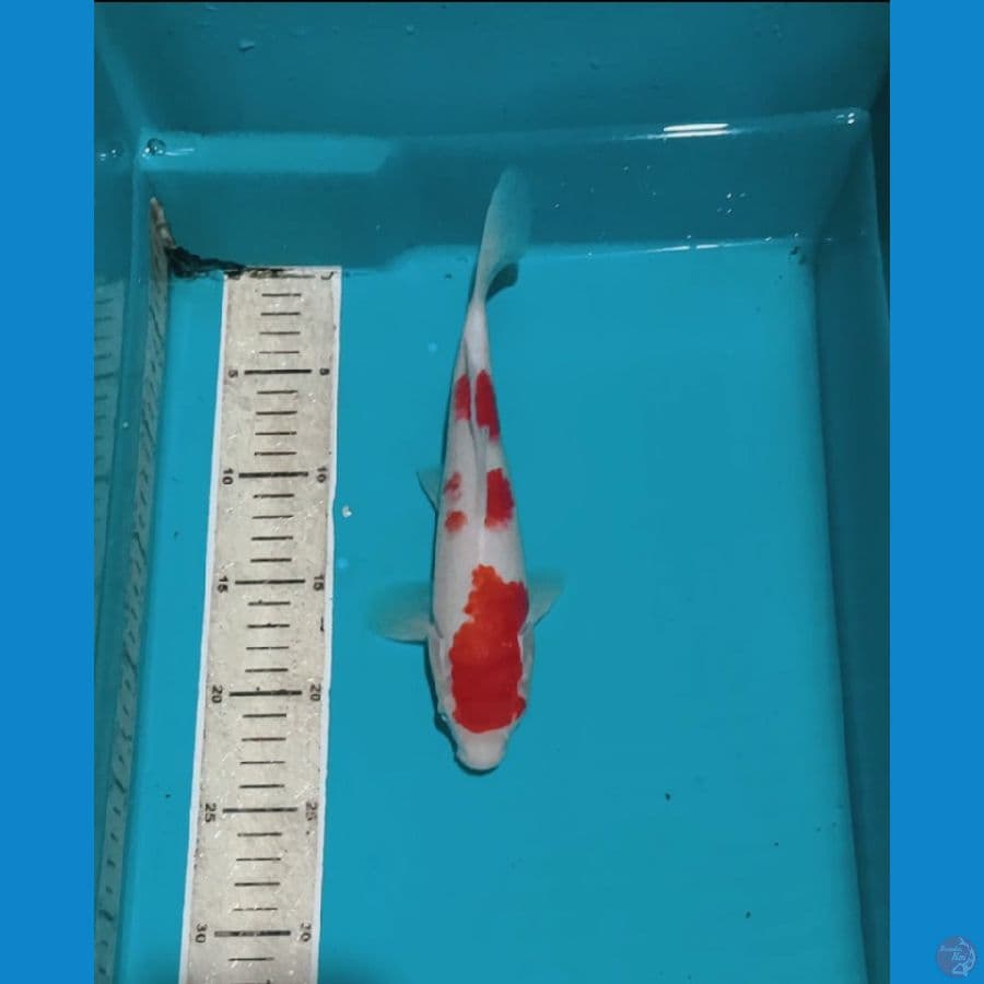 kohaku