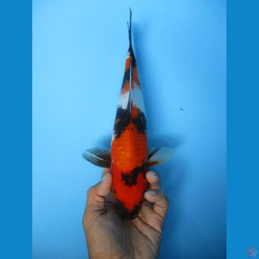 MKC KOI GRUB