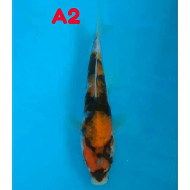 Showa Isa .... A2