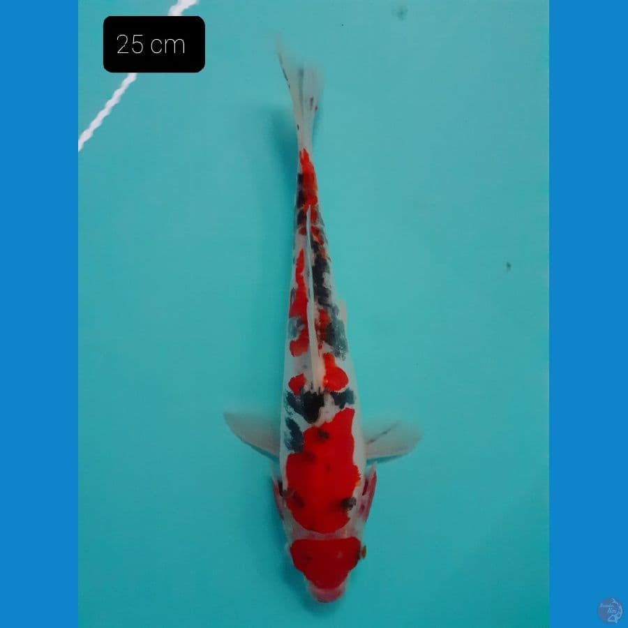 Sanke 25 cm