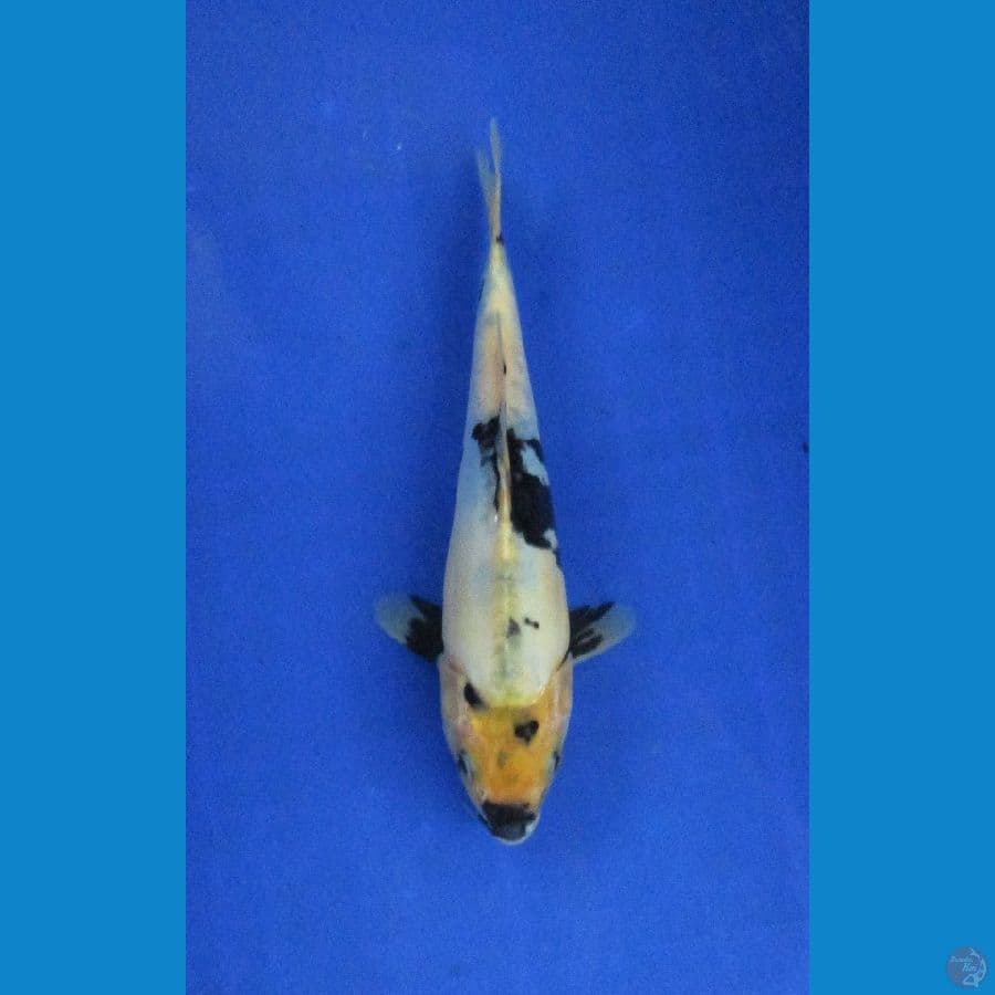 shiro doitsu ±25cm