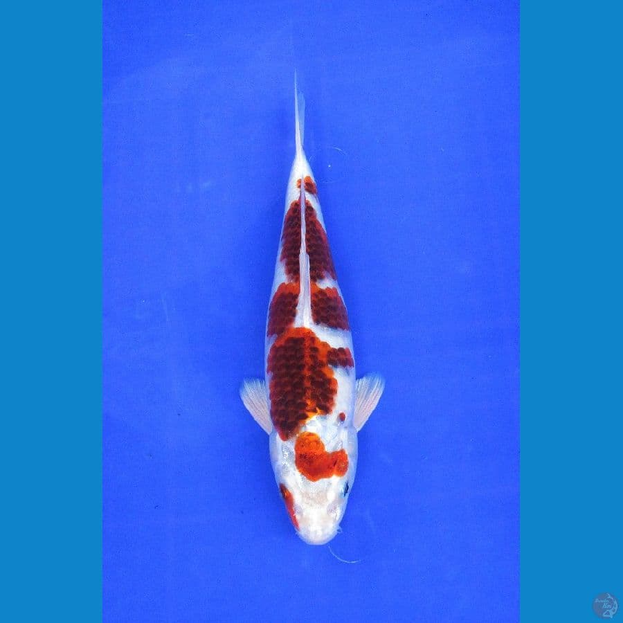 ai goromo hikari ±27cm sq