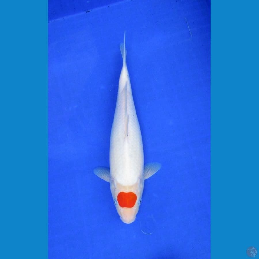 original tancho ±30cm
