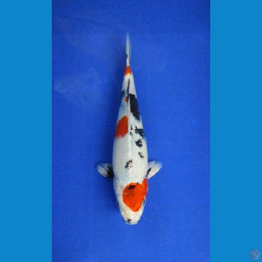 kin showa ±32cm