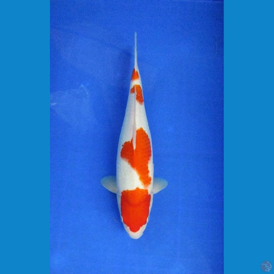 kohaku ±32cm hq bulky