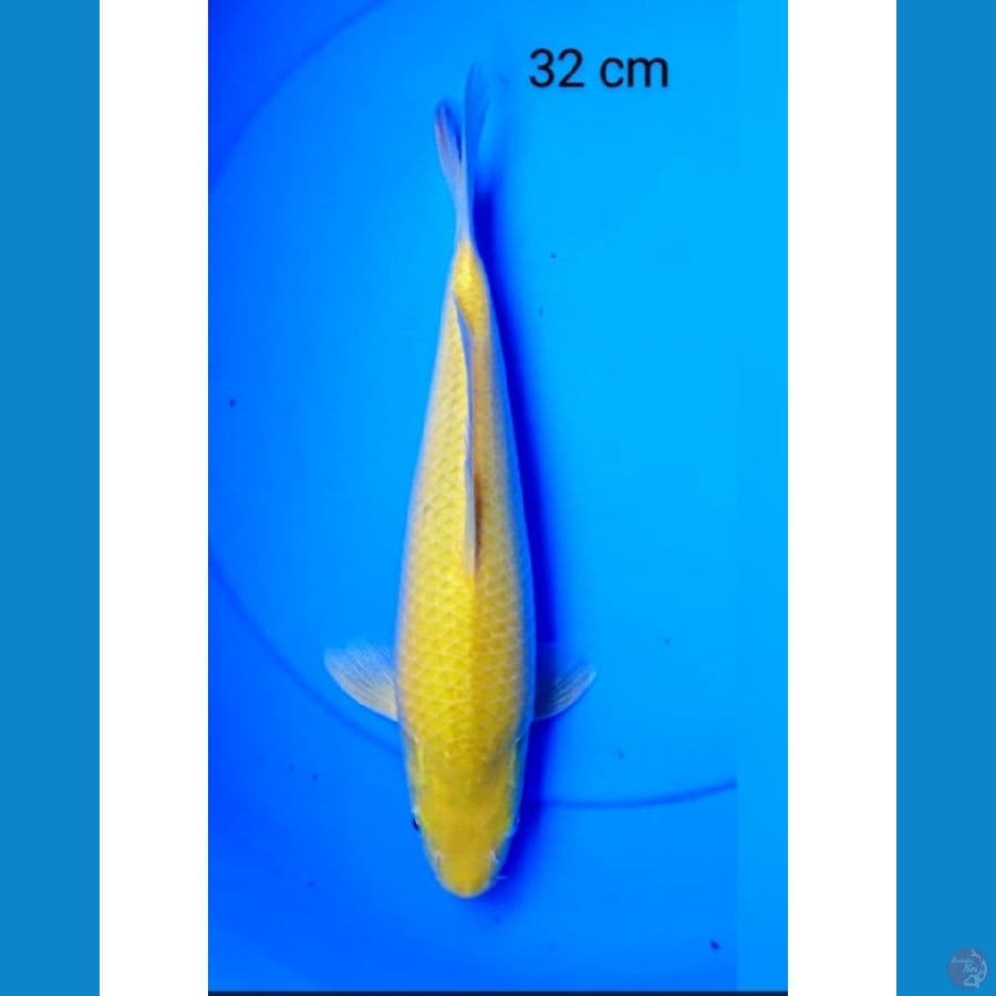 Karashi punuk 32 male