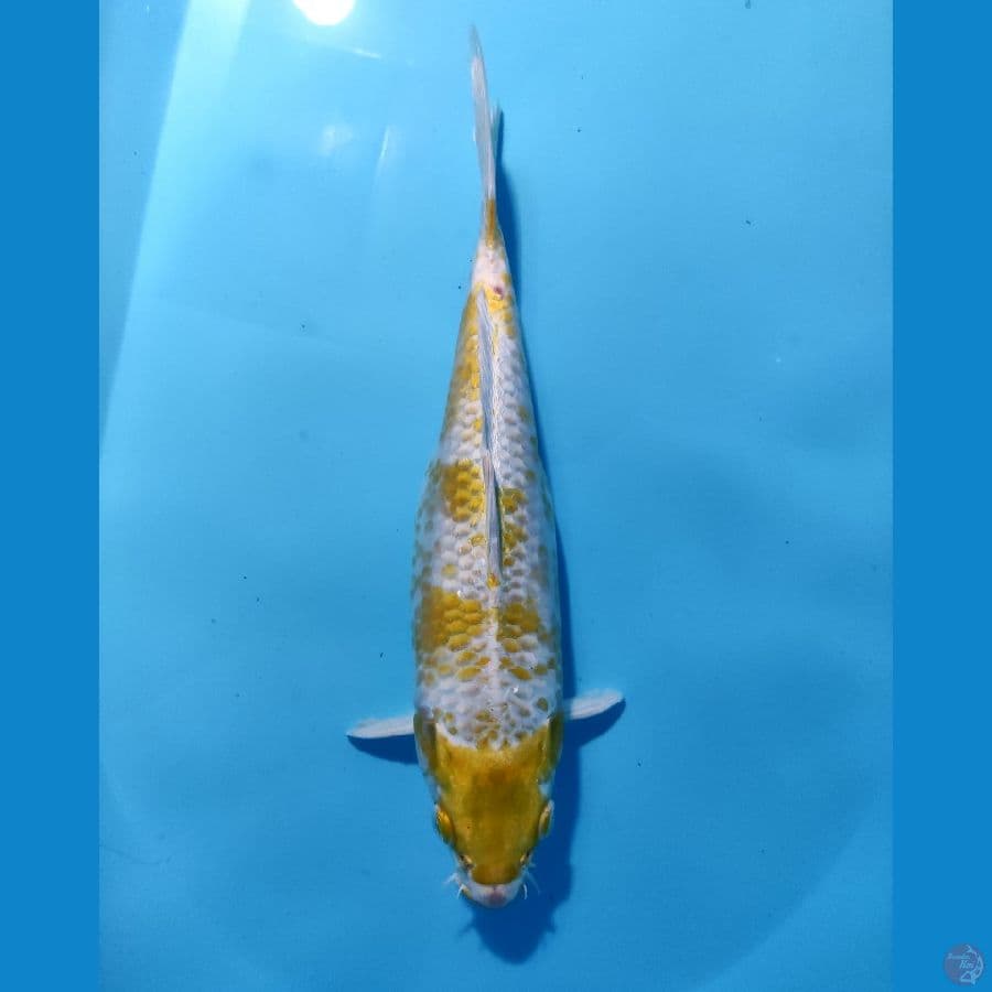 HARIWAKE 34 CM