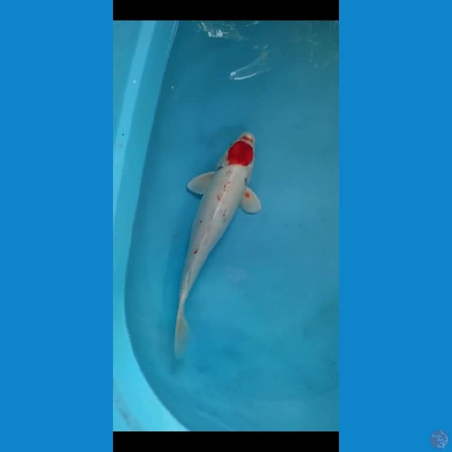 tancho 36cm