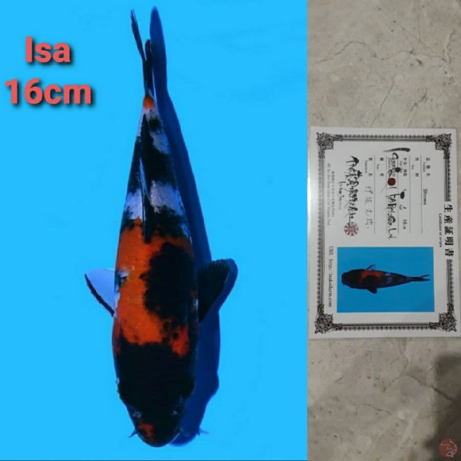 ISA SHOWA 16CM