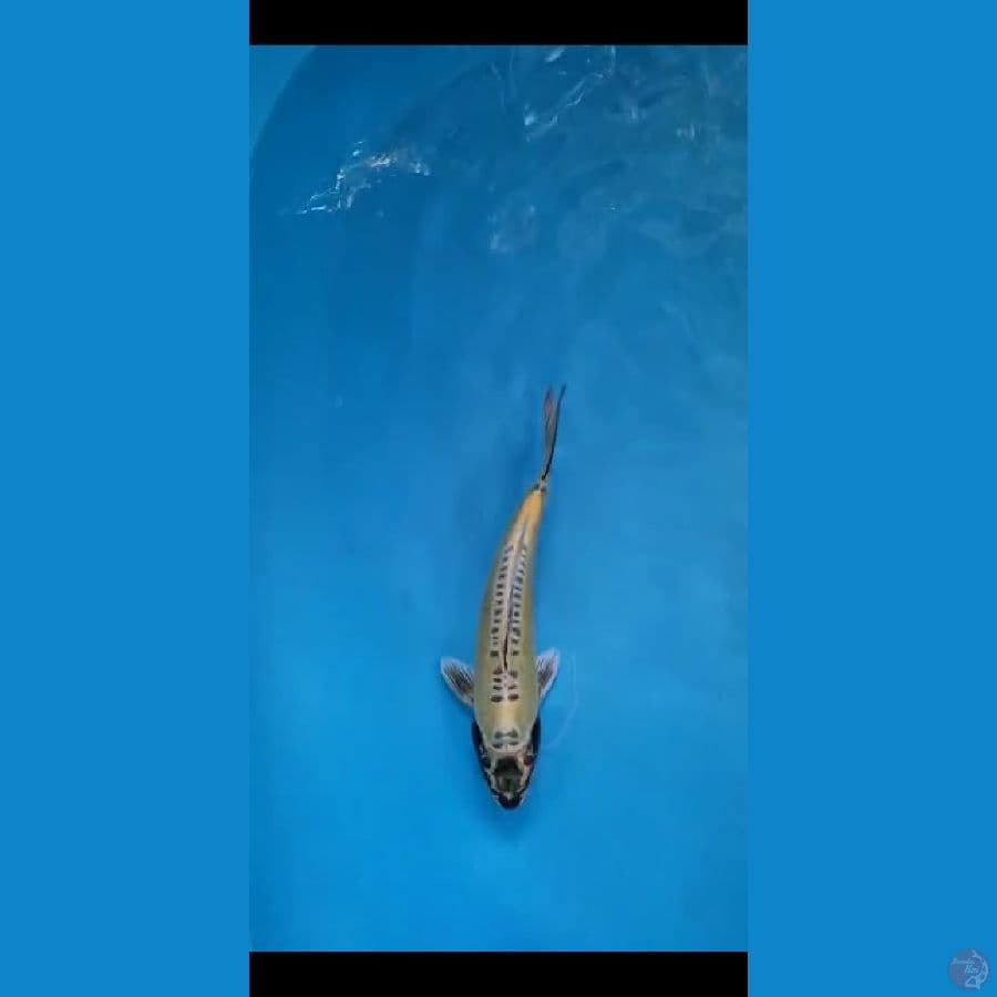 kikokuryu 34cm male