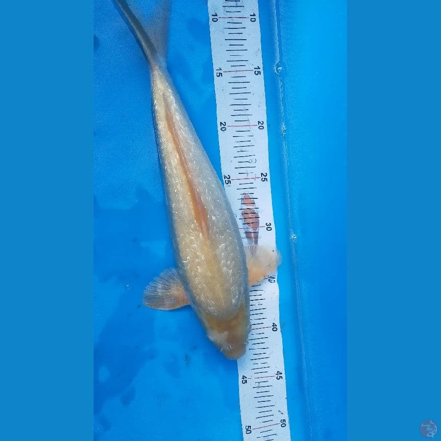 Soragoi Ginrin padat 34 cm punuk bulky