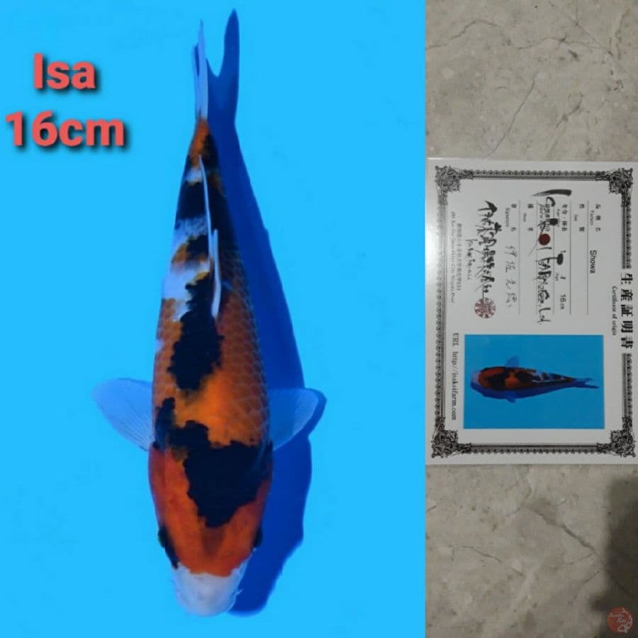 ISA SHOWA 16CM