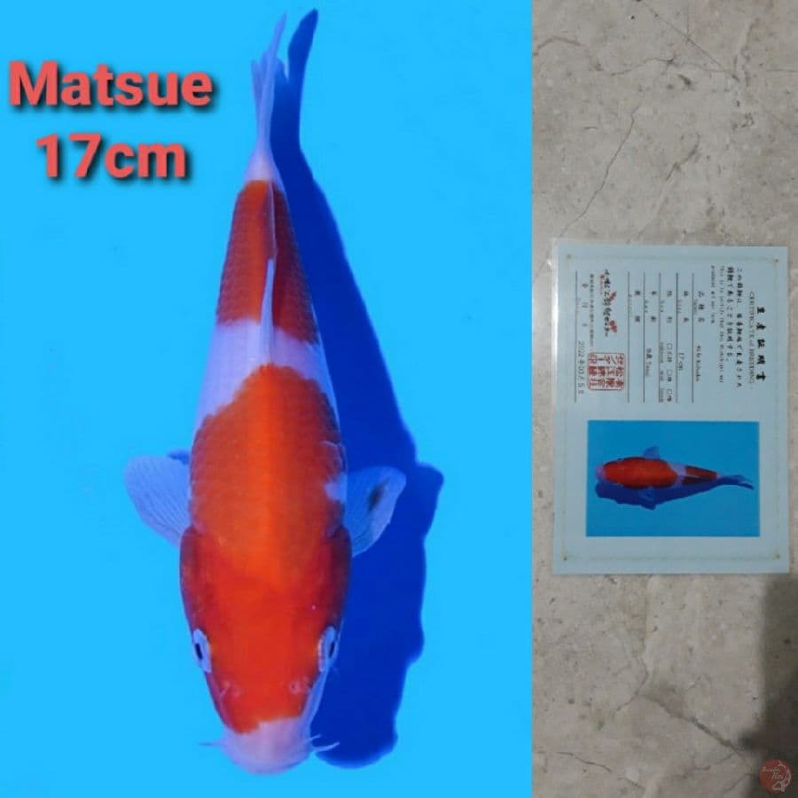 MATSUE KOHAKU 17CM