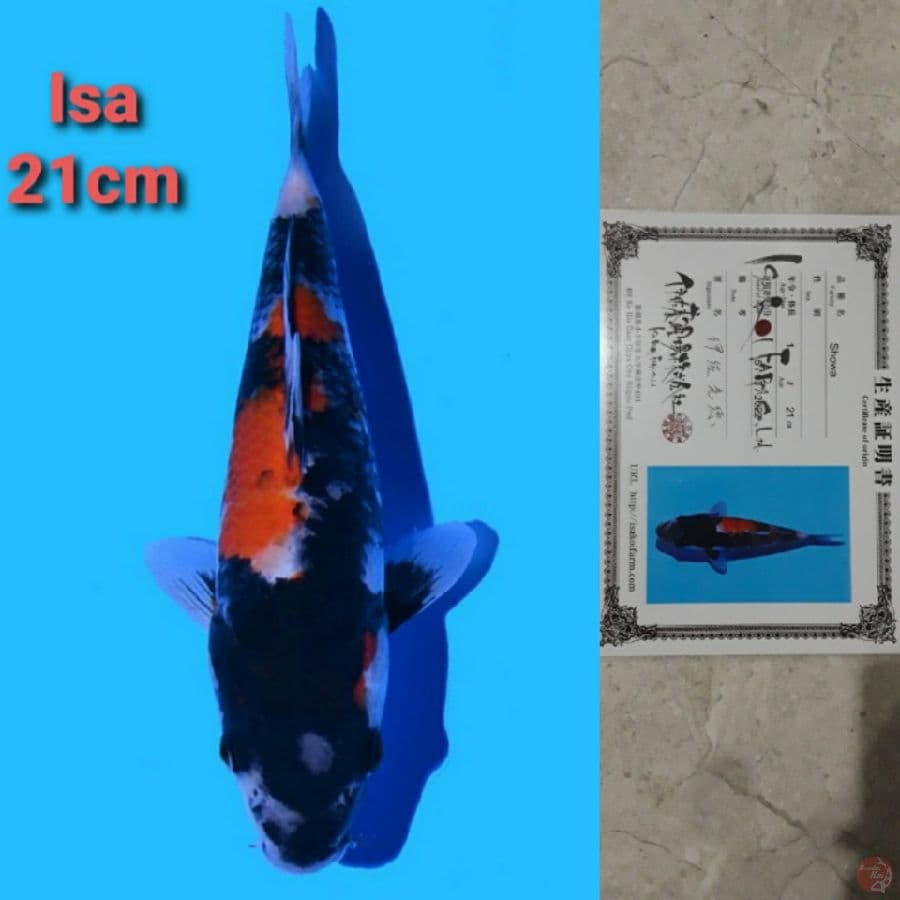 ISA SHOWA 21CM