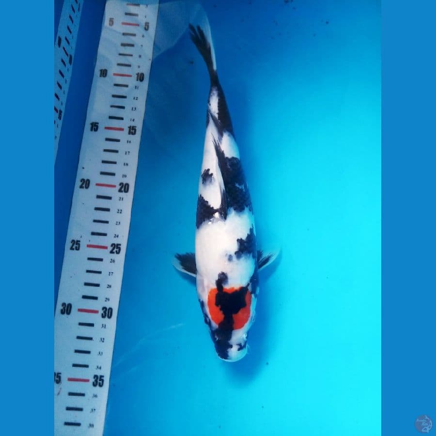 tc.showa SQ 29 cm