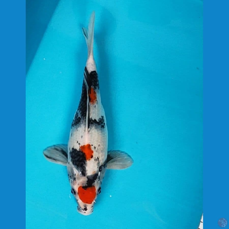 maruten showa short body 26cm
