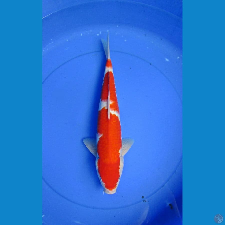 Kohaku Jantan