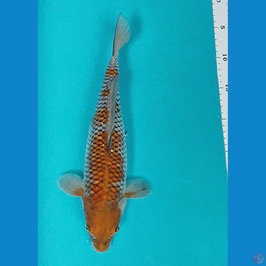 ochiba shigure 30cm