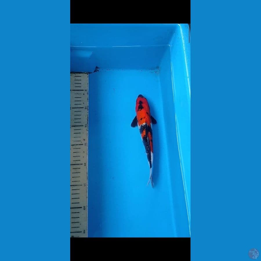 showa 25 cm