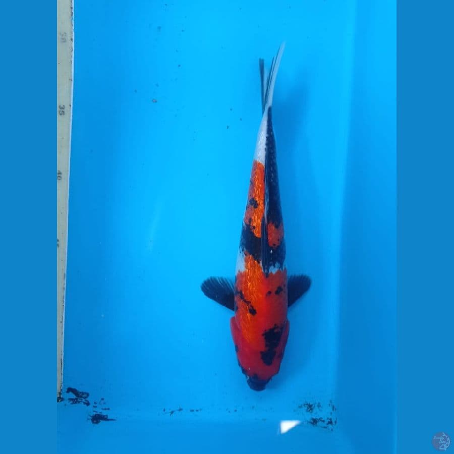 hisowa 25 cm